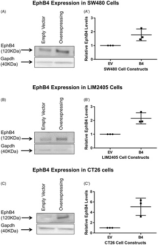 Figure 1. Western blot analysis of the EphB4 protein band at 120kD. (A) Protein harvested from SW480 constructs showing the EphB4 protein band and Gapdh loading control. (A’) Quantified EphB4 expression in SW480 EV and B4 cells (n = 3/cell construct), expression relative to EV cells and normalized to Gapdh loading control. (B) Protein harvested from LIM2405 constructs showing the EphB4 protein band and Gapdh loading control. (B’) Quantified EphB4 expression in LIM2405 EV and B4 cells (n = 3/cell construct), expression relative to EV and normalized to Gapdh loading control. (C) Protein harvested from CT26 cell constructs showing the EphB4 protein and Gapdh loading control. (C’) Quantified EphB4 expression in CT26 EV and B4 cells (n = 3/cell construct), expression relative to EV and normalized to Gapdh loading control.