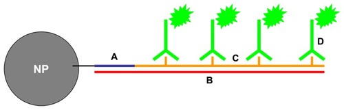 Figure 2 Depiction of nanobarcoded nanoparticles (NB-NP). (A) NB is conjugated to the surface of NPs; (B) the NB will anneal to a complementary, nonendogenous ssDNA “template;” (C) polymerase chain reaction amplification generates amplicons labeled with digoxigenin (DIG)-labeled deoxyuridine triphosphate; (D) anti-DIG horse radish peroxidase antibodies bind to DIG-labeled amplicons, and a colorimetric product is formed upon exposure to diaminobenzidine substrate by horseradish peroxidase.