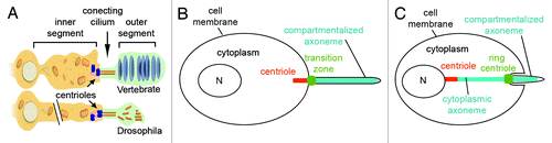 Figure 3. Specialized transition zones. (A) Vertebrate photoreceptors and Drosophila sensory neurons share similar cellular architecture and an atypical transition zone, known as the connecting cilium. The outer segments of vertebrate photoreceptors measure 20–25 um in rods and 10–15 um in cones of most species.Citation200-Citation202 Outer segments of fly sensory neurons are approximately 5–50 um long.Citation203,Citation204 Modified from Avidor-Reiss et al., 2004. (B and C) Illustration of compartmentalized (B) and cytoplasmic (C) ciliogenesis, featuring transition zone and ring centriole/annulus, respectively.