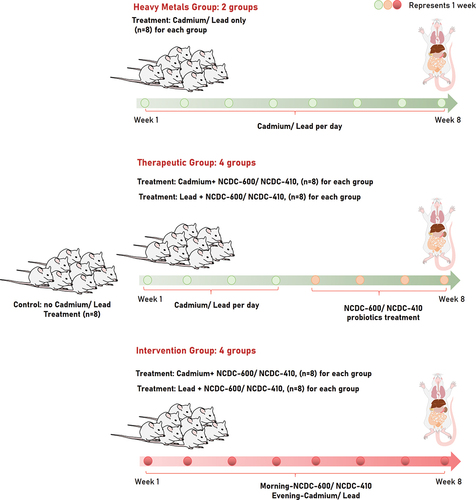 Figure 1. Animal groups consisted of seven Wistar rat groups: (i) a control group receiving no heavy metal treatment, (ii) 2 heavy metal groups receiving Pb and Cd, and (iii) 2 therapeutic groups receiving Pb and Cd, each group administered the NCDC-400 and NCDC-610 probiotic strains four weeks after Pb and Cd treatment (iv) there were 2 intervention groups for Pb and Cd, and each group received the probiotic strains NCDC-400 and NCDC-610 on the same day of Pb and Cd treatment. Each group consisted of eight animals.