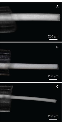 Figure 3 Light microscopic images clearly showed the three different diameters of the fibrinogen (Fbg) microfibers, as being pulled from the silicone tube. (A) 15 wt% Fbg fiber; (B) 10 wt% Fbg fiber; (C) 5 wt% Fbg fiber.