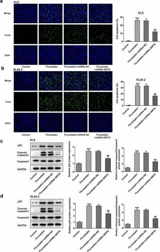 Figure 7. Fluvastatin promotes the apoptosis of EC cells by activating SIRT6. (a-b) The apoptosis and (c-d) apoptosis-related protein expressions in transfected EC cells exposed to fluvastatin. ***P < 0.001 Versus Control. ###P < 0.001 versus fluvastatin + shRNA-NC