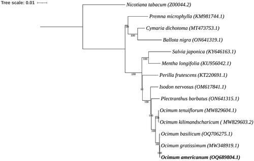 Figure 3. Phylogenetic tree based on the whole chloroplast genome sequences of 13 species from Lamiaceae family, including the chloroplast genome of O. americanum (OQ689804) from this study. Nicotiana tabacum (Solanaceae) was used as an outgroup. The bootstrap support values are shown on the nodes. The following sequences were used: O. americanum OQ689804.1 (this study), O. gratissimum MW348919.1 (Balaji et al. Citation2021), O. basilicum OQ706275.1 (Rabah et al. Citation2017), O. tenuiflorum MW829604.1 (Harini et al. Citation2021), O. kilimandscharicum MW829603.2 (Renald et al. Citation2021), Plectranthus barbatus ON641315.1, Isodon nervosus OM617841.1, Perilla frutescens KT220691.1, Mentha longifolia KU956042.1 (Vining et al. Citation2017), Salvia japonica KY646163.1 (He et al. Citation2017), Premna microphylla KM981744.1 (Yang and Kong Citation2016), Ballota nigra ON641319.1, Cymaria dichotoma MT473753.1 (Zhao et al. Citation2021), and Nicotiana tabacum Z00044.2 (Shinozaki et al. Citation1986).