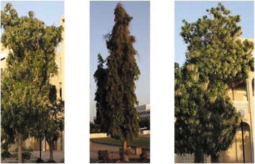 Figure 10. Tree type cylindrical height (T11)