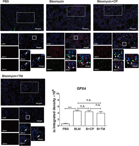 Figure 5. The Tocilizumab mimotopes did not increase the expression of GPX-4 in the whole lung tissues the tissue sections were incubated with anti-sca-1 and anti-GPX-4 antibody and followed by Alexa Fluor 488 and 594-conjugated secondary antibody. Representative images were captured with a microscope (×200–400 magnification, presented bar: 50–20 μm). Each image of immunofluorescence was acquired at the same adjustment parameters. Red (SCA-1): black (10.0) gamma (0.7) white (100.0). Green (GPX-4): black (30.0) gamma (0.1) white (100.0). The results showed that immunization with the Tocilizumab mimotopes could not increase the expression of GPX-4 in the whole lung tissues, including the fibroblasts in BLM-induced model. (Representative image, n = 6 mice per group. Mean ± SEM; ***p < .001; **p < .005; *p < .05; n.S. non-significant; Representative image, n = 6 mice per group).