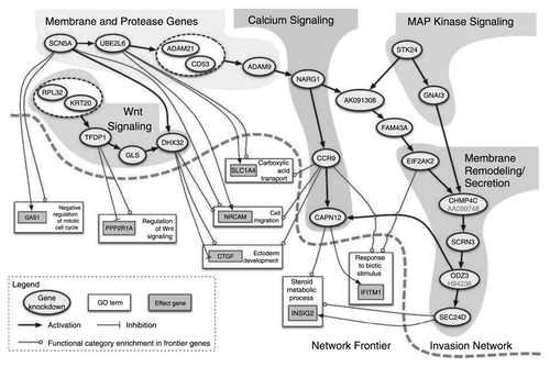 Figure 3. Nav1.5-regulated gene transcriptional network controlling invasion. Oval nodes represent regulatory genes, gray boxes represent effector genes and white boxes represent gene ontology categories. Arrows indicate activation and tees show repression. Reprinted by permission from the American Association for Cancer Research: House CD et al., Voltage-gated Na+ channel SCN5A is a key regulator of a gene transcriptional network that controls colon cancer invasion. Cancer Res 2010; 70:6957-67; PMID:20651255.