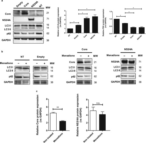 Figure 6. p62 may be involved in the reduction of oxidative stress via degradation of HCV Core protein. (a) Huh-7 cells were transfected with the empty vector, pTracerCore and pTracerNS3/4A. 24 hpt the expression of LC3-I/II, p62, Core, NS3/4A and GAPDH (loading control) were determined by Western blot. Protein expression of LC3-II was increased, whereas expression of p62 was significantly decreased in cells expressing HCV Core and NS3/4A indicating autophagy. (b) Treatment with menadione also decreased expression of p62, whereas protein levels of LC3-II remained stable. Cells expressing HCV Core and NS3/4A also displayed clearly reduced levels of p62 whereas levels of LC3-II remained stable. (c) After menadione treatment, the protein level of HCV Core and NS3/4A was quantified. HCV Core was significantly reduced while the protein level of NS3/4A remained stable. t test was performed to compare the means from the densitometry analysis and the asterisks represent p values: **<0.06 and *<0.02. (p value > 0.05). NT = No treated cells. MW = Molecular weight.