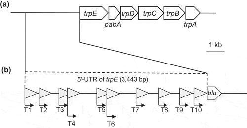Figure 2. The trp operon of S. livingstonensis Ac10 and the 5ʹ-untranslated region (5ʹ-UTR) of trpE tested for its promoter activity.(a) Genetic region containing the trp operon of S. livingstonensis Ac10. The scale bar represents 1 kb. (b) Schematic illustration of 5ʹ-UTR of trpE tested for its promoter activity by using the BLA gene as a reporter. DNA fragments of the 5ʹ-UTR of trpE (T1–T10) were fused with the BLA-coding gene and introduced into the promoter-assay plasmid as shown in Figure 1. Putative promoter sequences were predicted by Neural Network Promoter Prediction (ver.2.2) (http://www.fruitfly.org/seq_tools/promoter.html), and the locations of the sequences with a prediction score over 0.95 are indicated with triangles.