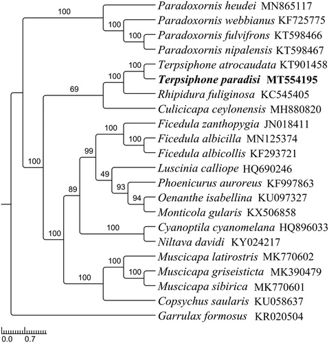 Figure 1. The maximum likelihood tree of T. paradisi and other 21 species including 20 close-related species and one outgroup species based on mitochondrial PCGs and rRNAs concatenated data. All species were downloaded in GenBank, and the accession number was given with species names. (Numbers on nodes are bootstrap values).