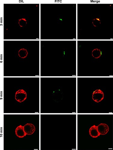 Figure 3 Duration of PC 12 cell permeability following EMF radiation exposure.Notes: CLSM images showing fluorescent silica nanospheres being internalized by PC 12 cells, 3, 6, and 0 minute after EMF exposure. No nanosphere uptake was detected after 10 minutes. The results suggest that cell permeability lasted for 9 minutes. Scale bar: 5 µm.Abbreviations: EMF, electromagnetic field; CLSM, confocal laser scanning microscopy; FITC, fluorescein isothiocyanate.