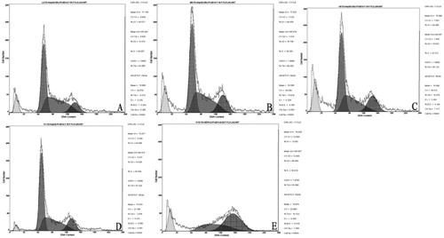Figure 3. HepG-2 cell death rate in vitro. Flow cytometry. Cells treated with lycorine 3 μmol/L (A), 6 μmol/L (B) or 12 μmol/L (C); Control (D); Cells treated with 4 μmol/L HCPT (E).