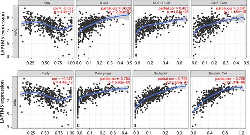 Figure 8 Association of LAPTM5 expression and immune infiltrates.