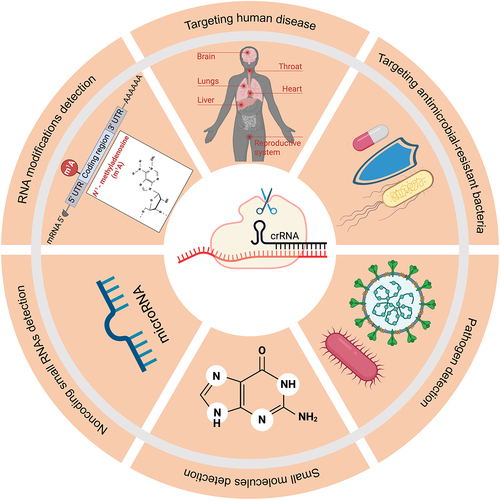 Figure 3. Applications of Cas13 collateral activity.