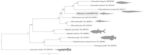 Figure 1. Consensus tree of 13 mitogenomes, including seven notacanthiform species, obtained with BI and ML. Node values indicate posterior probabilities and bootstrap supports, respectively, with values above 95% represented with asterisks (*). The new mitogenome of Halosaurus ovenii is highlighted in bold.