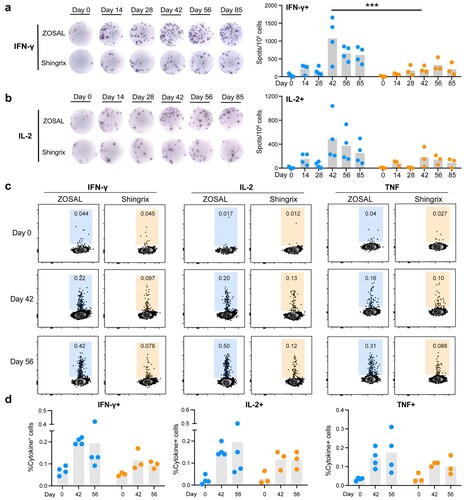 Figure 5. A stronger Th1-biased CD4+ T cell response was induced by ZOSAL than Shingrix in rhesus macaques. Rhesus macaques were i.m. immunized twice with ZOSAL (n = 4) or Shingrix (n = 3) at an interval of 4 weeks. a-b. PBMCs collected at different time points before and after vaccination were stimulated with gE antigen (2 μg/ml) for 20 h. Frequencies of IFN-γ or IL-2-secreting T cells at the indicated time points were measured by ELISpot. Data from representative animals are shown. Numbers of gE-specific cytokine-producing T cells were enumerated and are shown as spots per million stimulated cells. c. PBMCs were stimulated with or without gE overlapping peptides pool (10 μg/ml) for 16 h in the presence of Brefeldin A. Frequencies of IFN-γ, IL-2, TNF-secreting CD4+ T cells were analyzed by flow cytometry. Data from representative animals are shown. d. Quantification of cytokine-producing CD4+ T cells upon antigen stimulation. Two-way ANOVA with multiple comparison tests was used for analysis of statistical significance. ***p ≤ 0.001.