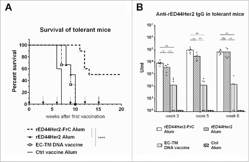 Figure 2. The rED44Her2-FrC conjugate vaccine affords superior protection against spontaneous mammary carcinoma in the BALB-neuT model, and induces high levels of anti-rED44Her2 antibody. (A) BALB-neuT mice aged 10 weeks were vaccinated with rED44Her2, rED44Her2-FrC or the irrelevant control protein vaccine, in alum, or the EC-TM DNA vaccine. They were then boosted every 3 weeks (see arrows on graph). Development of spontaneous tumors was observed and mice terminated when the sum total mean diameter of tumors exceeded 15 mm. (B) Serum samples from mice in (A) were tested for rED44Her2-specific antibody at the indicated time points by ELISA. In (A) log-rank (Mantel–Cox) test results are shown, and in (B) median values are plotted as bars, with Mann–Whitney statistics. Ns = p > 0.05, *p < 0.05, **p < 0.01, ****p < 0.0001. Data combined from two experiments.