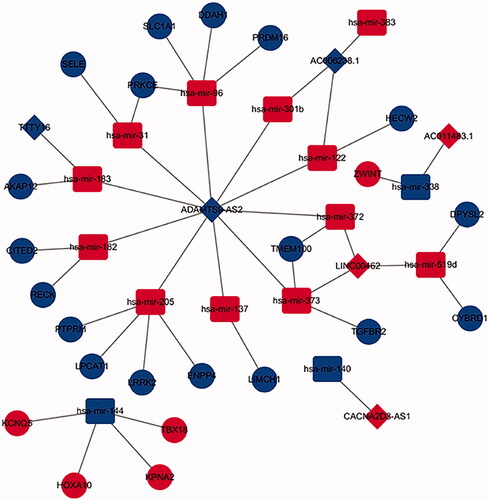 Figure 8. The sub-network of DElncRNA mediated ceRNA network. The diamonds indicate DElncRNAs, the Ellipses indicate DEmRNAs, the rounded rectangles indicate DEmiRNAs. The red hubs indicate upregulation, the blue hubs indicate down regulation.