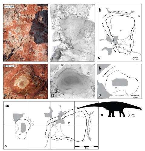 FIGURE 28. Broome sauropod morphotype A, from the Yanijarri–Lurujarri section of the Dampier Peninsula, Western Australia. Pedal impression UQL-DP8-1(p), preserved in situ as A, photograph; B, ambient occlusion image; and C, schematic interpretation. Manual impression UQL-DP8-1(m), preserved in situ as D, photograph; E, ambient occlusion image; and F, schematic interpretation. Coupled pedal and manual impressions, UQL-DP8-1, preserved in situ as G, schematic map. H, silhouette of hypothetical trackmaker of Broome sauropod morphotype A, based on UQL-DP8-1, compared with a human silhouette. Abbreviations: b, over-shadowing loose boulder; h, heel region; hc, heel-demarcating crease; m, manual impression; p, pedal impression; r, expulsion rim. See Figure 19 for legend.
