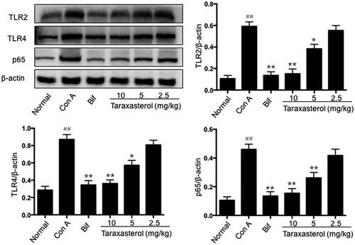 Figure 8. Effects of taraxasterol on hepatic TLR2, TLR4 and NF-kB p65 expressions in Con A-induced acute hepatic injury. The mice were treated with taraxasterol (10, 5 and 2.5 mg/kg, respectively) or Bif and injected a single dose of Con A. Hepatic TLR2, TLR4 and NF-kB p65 expressions were measured by Western blot analysis. The relative TLR2, TLR4 and NF-kB p65 expressions were normalized to β-actin. The values represent the means ± SEMs. ##p < .01 vs. normal group; *p < .05, **p < .01 vs. Con A group.