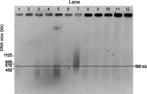 FIG. 3 PFGE gel image of E. coli genomic DNA collected by the impactor and the WWC from air at room temperature. Darkness of the wells at the top of each lane is an indication of the amount of relatively intact DNA. Impactor sampled air for different time periods. Lanes 1 and 2: Impactor 10 min collection during aerosolization period (for all the impactor samples, odd numbered lanes show the first wash and even numbered lanes the second wash). Lanes 3 and 4: Impactor, 10 min collection with 50 min additional operation. Lanes 5 and 6: Impactor, 10 min collection with 110 min additional operation. Lane 7: S. cerevisiae marker. Lanes 8 through 11: WWC collector hydrosol sample, 10 min collection during aerosolization period with 2 min additional operation for flushing. Lane 12: E. coli stock suspension.