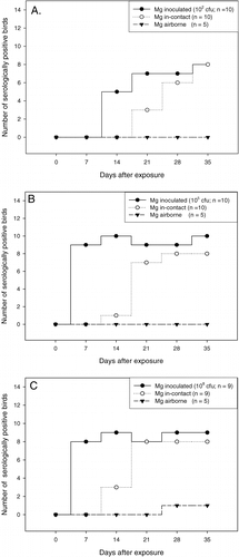 Figure 3. Number of birds serological positive (RPA and HI ≥ 1:8) to M. gallisepticum (Mg) among inoculated, in-contact and airborne-exposed birds over the observation period of 35 days, after inoculation of 102 CFU Mg F1999 (3A), 105 CFU Mg F1999 (3B) or 108 CFU Mg F1999 (3C). 3C: n = 9 because one inoculated died bird at day 7 after contact.