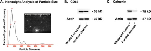 Fig. 2 Characterization of C2C12 extracellular vesicles. (A) The Nanosight instrument and nanoparticle tracking analysis revealed vesicles primarily 100 nm and less with a peak around 54 nm. (B) Western blot showing the presence of the tetraspanin CD-63 which is a standard marker for extracellular vesicles (24 µg of total protein loaded per lane). (C) Western blot showing significant reduction of the endoplasmic reticulum marker calnexin in the extracellular vesicle fraction compared to the cell lysate which validates the enrichment procedure that was used to isolate the extracellular vesicles (12 µg of total protein loaded per lane). See Supplementary file for uncropped images of the Western blots.