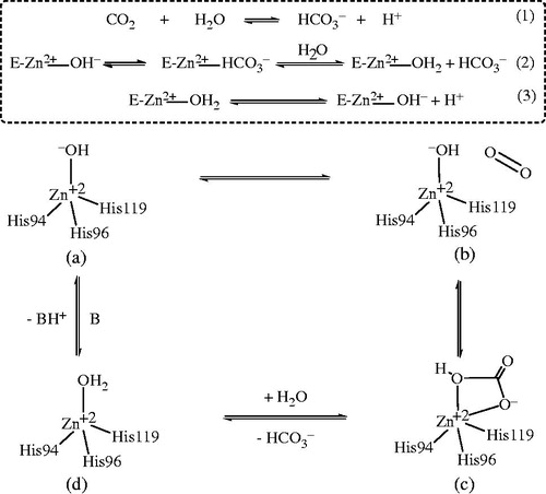 Figure 6. Zinc binding in carbonic anhydrase inhabitation activity.