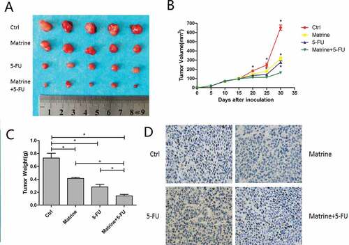 Figure 6. Matrine repressed tumor proliferation in vivo