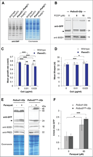 Figure 6. Influence of oxidized proteins, membrane potential, mPTP and oxidative stress on mitophagy induction in Pasod3Δ. (A) ‘Oxy blot’ analysis of total protein extracts from wild type, Pasod3Δ, Pasod3Δ Paatg1Δ and Paatg1Δ (n = 3) Carbonyl groups of oxidized proteins derivatized to 2,4-dinitrophenylhydrazone (DNP-hydrazone) were detected with a DNP-specific antibody. The Coomassie Blue-stained gel after blotting served as a loading control. (B) Monitoring mitophagy during FCCP treatment (0, 5 and 15 µM) via western blot of PaSod3-Gfp. (C) Growth rates of wild type (n = 10) and Pasod3Δ (n = 11) treated with 0, 0.01 and 0.025 µg/ml cyclosporine A (CsA). Error bars correspond to the standard deviation. P values were determined between wild type and Pasod3Δ (2-tailed Mann-Whitney-Wilcoxon U test). (D) Life span of monokaryotic wild type (n = 10) and Pasod3Δ (n = 11) treated with 0, 0.01 and 0.025 µg/ml CsA. (E) Monitoring autophagy and mitophagy during paraquat treatment (60 µM) via western blot analysis of PaSod1-Gfp and PaSod3H26L-Gfp. (F) GFP protein levels of PaSod1-Gfp and PaSod3H26L-Gfp (n = 4) untreated (0 µM, set to 1) and treated (60 µM) with paraquat were normalized to the amount of proteins on the Coomassie Blue-stained gel. P values were determined between paraquat-untreated and treated cultures of each strain.