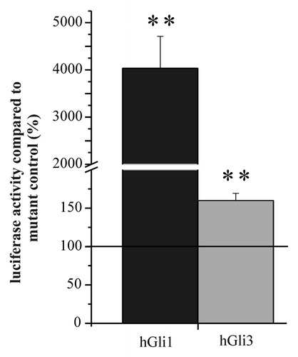 Figure 1. Luciferase activity of the Gli-reporter gene pT81 co-transfected with expression plasmids for Gli1 and Gli3. Cells from the line T98G were transfected with the pT81 Gli reporter gene together with expression plasmids for Gli1 (hGli1) or Gli3 (hGli3), respectively. Luciferase activity from the Gli reporter plasmid was compared with the activity of the corresponding control plasmid in the presence of the same expression plasmid set to 100%. Error bars indicate standard deviations. For the determination of mean and standard deviation six transfection experiments were performed. **p < 0.01.