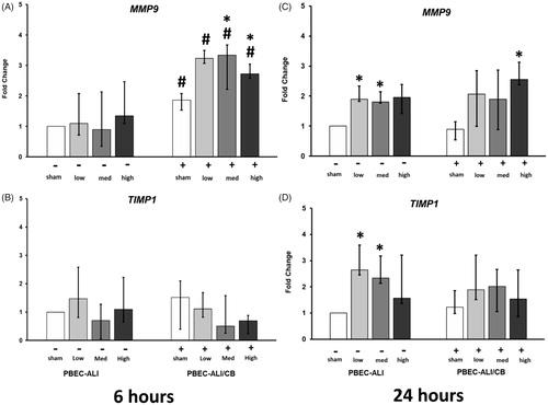 Figure 6. Transcript expression of tissue injure/repair markers in normal (PBEC-ALI: −) and Interleukin-13 (IL-13) induced chronic bronchitis-like mucosa (PBEC-ALI/CB: +) after 6 h (A and B) and 24 h (C and D) incubation following exposure to Carbon nanoparticles (CNP). Fold change of MMP9 (A and C), and TIMP1 (B and D) 6 h and 24 h post-exposure to sham (clean air), low (2.5 μg/cm2), med (9.4 μg/cm2), and high (14 μg/cm2) CNP doses. Data presented as median and 25th–75th percentiles (n = 9) and normalized to sham exposure of PBEC-ALI). *p < 0.05 within-group comparison of effects; effects of CNP exposure at all three concentrations vs corresponding sham (PBEC-ALI or PBEC-ALI/CB), #p < 0.05 between-group comparisons (PBEC-ALI/CB vs PBEC-ALI) between sham or corresponding dose of CNP.