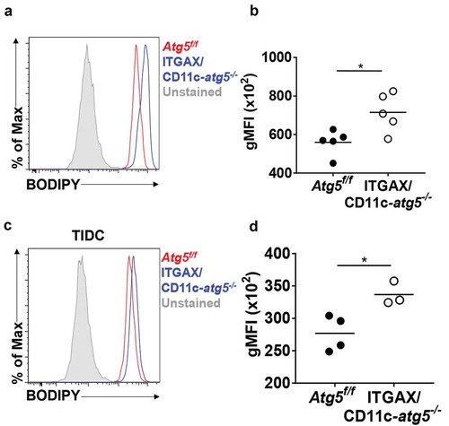 Figure 7. Increased lipid accumulation in Atg5-deficient dendritic cells in vivo. (a) Total amount of lipids in migratory dendritic cells from draining lymph nodes of normal Atg5f/f (red) or ITGAX/CD11c-atg5−/- mice (blue) were stained with BODIPY dye and monitored with flow cytometry. Unstained sample was used as negative control (gray). (b) Data shown in dot graph (5 mice per group; *P < 0.05). (c) Total amount of lipids in tumor-infiltrated dendritic cells from tumor-bearing Atg5f/f (red) or ITGAX/CD11c-atg5−/- mice (blue). (d) Data shown in dot graph (3 ~ 4 mice per group; *P < 0.05). Data are representative of 3 similar independent experiments.