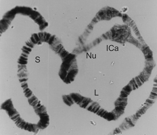 Figure 11. 1C long split from a male Simulium squamosum ‘A’.