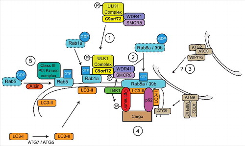 Figure 3. C9orf72 is a central hub in a Rab cascade pathway during autophagy induction. 1) C9orf72 controls the Rab1a-dependent translocation of the ULK1 initiation complex to the site of phagophore formation by interacting with the ULK1 complex and active GTP-Rab1a. 2) At the site of phagophore formation, the C9orf72/SMCR8/WDR41 complex functions as a GEF for Rab8a and Rab39b. 3) Active Rab8a and Rab39b may be involved in delivery of additional membrane to the site of phagophore formation by retrieval of ATG9 positive membranes. Additional membrane allows elongation of the nascent phagophore and formation of an autophagosome. 4) The autophagy receptors p62/sequestosome-1 and optineurin interact with Rab8a and Rab39b, promoting nucleation and site specific recruitment of autophagic substrates to the growing phagophore. Furthermore, Rab8a also recruits TBK1, leading to phosphorylation of optineurin, SMCR8 and ULK1. The phosphorylation of optineurin enhances its interaction with LC3-II, facilitating substrate delivery and the progression of autophagy. 5) The Class III PI3 Kinase complex is also required for autophagosome formation. Rab5, activated by Alsin, delivers the PI3 Kinase complex to the phagophore and also facilitates the recruitment of the ATG7-ATG5 conjugation system required for LC3-II formation.