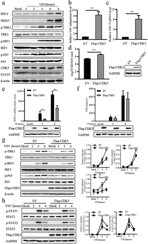 Figure 1. Cyclin dependent kinase 5 (CDK5) suppresses the production of IFN-β.