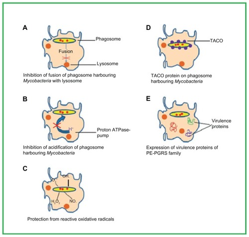 Figure 2 Important factors of the survival mechanisms involved in the phagosome maturation arrest of Mycobacterium tuberculosis inside the macrophages. Meena LS, Rajani. Survival mechanisms of pathogenic Mycobacterium tuberculosis H37Rv. FEBS J. 2010;277(11):2416–2427. Reproduced with permission from John Wiley and Sons.Citation8Abbreviation: TACO, tryptophan aspartate-containing coat.