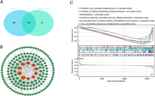 Figure 4 The construction of the PPI network and performance of GSEA. (A) The intersection of DEGS and genes in turquoise; (B) top 10 genes ranked by BC in PPI; (C) GSEA of 10 genes.