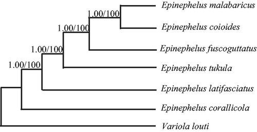 Figure 1. Phylogenetic relationships among the six Epinephelus species based on complete mtDNA sequences. Numbers at each node are Bayesian posterior probabilities (left) and maximum-likelihood bootstrap proportions (estimated from 100 pseudoreplicates) (right). The accession number in GenBank in this study: Variola louti (NC_022138), Epinephelus corallicola (KP072053), Epinephelus malabaricus (KM873711), Epinephelus tukula (KJ414470), Epinephelus coioides (KM377093), and Epinephelus latifasciatus (KC480177).