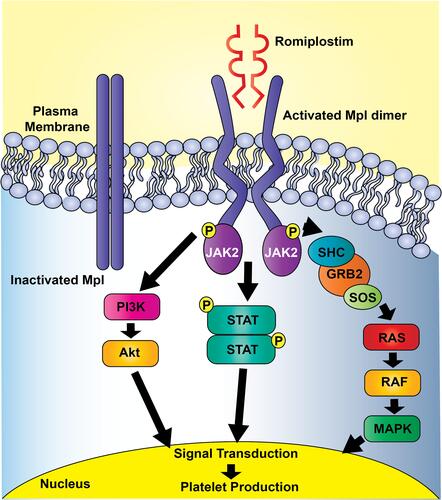Figure 1 Activated c-Mpl dimer leads to activation of multiple signaling pathways which promote proliferation and platelet production. These signaling pathways include the SHC-Ras-Raf pathway, JAK-STAT pathway as well as the PI3k-Akt signaling pathway. Figure courtesy of Taylor Olmsted Kim, MD.Abbreviations: RAF, rapidly accelerated fibrosarcoma; SOS, son of sevenless; GRB2, growth factor receptor-bound protein; JAK2, Janus Kinase 2; STAT, signal transducers and activators of transcription.
