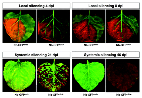 Figure 2. GFP monitoring of hpF-agroinfiltrated GFPendo and GFPcDNAN. benthamiana plants. The development of RNA silencing was monitored at local levels (4 and 8 dpi) and systemic levels (21 and 46 dpi).