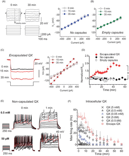 Figure 2. Encapsulated QX-314 gradually increases cell input resistance of neurons while reducing their firing rate in a dose-dependent manner. (A) Traces, examples of the membrane potential response (top) to current step pulses (bottom) in the same neuron (control condition, no microcapsules) at two time points, as indicated. Dashed lines, time window (stable response) where the input resistance was estimated. Graph, examples of the current–voltage relationship at three time points, as indicated, in control conditions. (B) Examples of the current–voltage relationship at three time points, as indicated, after the injection of empty microcapsules. (C) Traces, examples of the membrane potential response (top) to a current injection (bottom) at three time points after intracellular delivery of encapsulated QX-314, as indicated. Graph, examples of the current–voltage relationship at three time points, as indicated, for the same cell. (D) Time course of the cell input resistance in control (n = 14 neurons), post-infusion of empty microcapsules (n = 15) or encapsulated QX-314 (n = 14), as indicated. (E) Traces, representative recordings of neuronal firing after whole-cell dialysis with different concentrations of QX-314, at two time points, as indicated. (F) Time course of the maximum cell firing rate for different concentrations of free QX-314, compared with encapsulated QX-314, added to the intracellular medium, as indicated. Data are mean ± SEM; *p < .05 (unpaired t-test).