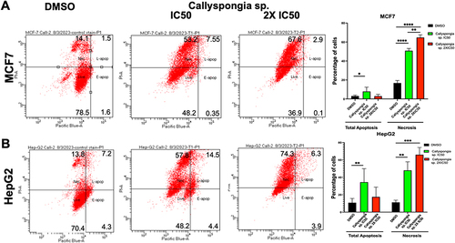 Figure 4 The effect of C. siphonella extract on apoptosis and necrosis using flow cytometric analysis. Representative flow cytometric dot plots of (A) MCF-7 and (B) HepG-2 cells were treated with DMSO, IC50, and 2X IC50 of C. siphonella extract. Graphical presentation shows the percentage of MCF-7 cells and HepG-2 cells. Data are displayed as mean ± SD. *Significant difference at p < 0.05. **Significant difference at p < 0.01. ***Significant difference at p < 0.001. ****Significant difference at p < 0.0001.
