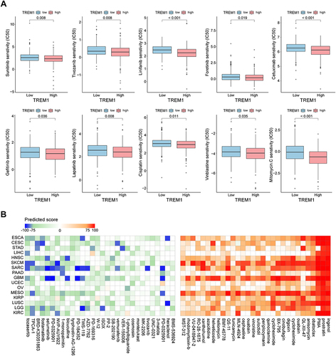 Figure 7 Therapeutic response prediction based on pRRopheticPredict and Connectivity Map analysis. (A) Boxplot displaying difference of the sensitivities to the chemotherapy drugs between patients with a high expression of TREM1 and a low expression of TREM1 in KIRC. (B) Heatmap showing predicted score (positive in red, negative in blue) of top 60 compounds (30 negatively correlated and 30 positively correlated) from the Connectivity Map for indicated cancer type. KIRC, Kidney renal clear cell carcinoma. Abbreviation list of tumor cohorts from TCGA is given in Table S1.