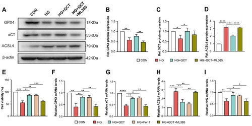 Figure 6. QCT protected HK-2 cells against ferroptosis via Nrf2. (A) Western blot analyses of GPX4, xCT and ACSL4 in each group of HK-2 cells. (B–D) Semi-quantitative assessments of GPX4, xCT, and ACSL4 from immunoblots. (E) HK-2 cell viability across various treatment groups (CON, HG, HG + QCT, HG + Fer-1 and HG + QCT + ML385) assessed via CCK-8 assay. (F–I) Quantitative PCR results showing relative mRNA expressions of GPX4, xCT, ACSL4, and Nrf2 in the cells from each group. CON: control HK-2 cells; HG: HK-2 cells under HG incubation; HG + QCT: HK-2 cells under HG incubation receiving quercetin treatment; HG + QCT + ML385: HK-2 cell under HG incubation receiving quercetin and ML385 treatment. Data are mean ± SD. Significance levels are indicated as follows: ****p < 0.0001; ***p < 0.001; **p < 0.01; *p < 0.05, determined by one-way ANOVA.