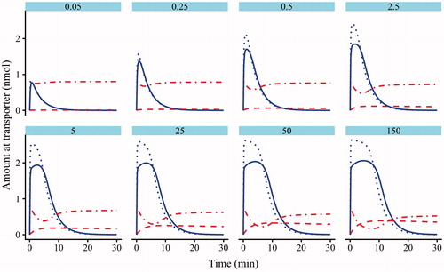 Figure 5. Model 2 plots of the simulated amounts of atorvastatin bound to the transporter against time in the absence (dotted line) and presence (solid line) of cyclosporine (CsA). The dotted-dashed line is the amount of CsA bound to the transporter following pre-incubation, and the dashed line is the atorvastatin–transporter–CsA complex.