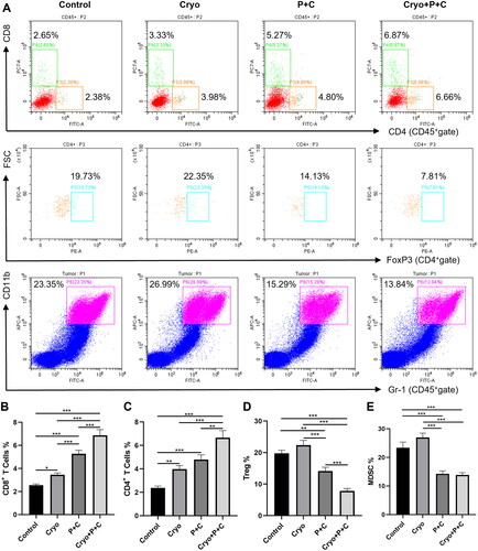 Figure 5. Cryo and PD-1/CTLA-4 monoclonal antibody treatment (Cryo + P + C) synergistically improves the immune microenvironment of right tumors. A. Representative flow cytograms showing CD4+ cells, CD8+ cells, Tregs, and MDSCs in single-cell suspensions. B–E. Percentages of CD4+ cells, CD8+ cells, Tregs, and MDSCs in single-cell suspensions. N = 3.