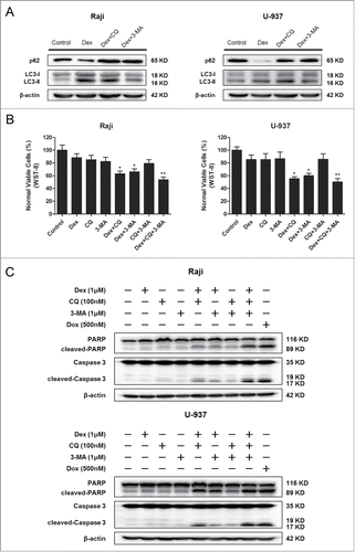 Figure 6. Combination Dex and autophagy-inhibitor treatment inhibits the proliferation and increases apoptosis of Raji and U-937 cells. (A) Raji and U-937 cells were treated with 1 μM Dex for 24 h followed by either 100 nM CQ or 1 μM 3-MA and total cell lysates were subjected to Western blot using anti-p62 and anti-LC3 antibodies. (B) Raji and U-937 cells were treated in the absence or presence of 100 nM CQ, 1 μM 3-MA with 1 μM Dex, or the combination of 2 or all 3 reagents for 24 h. A cell viability assay was performed using WST-8 to assess the inhibition of proliferation. (Treatment versus control: *P < 0.05, **P < 0.01) (C) Cells were treated as described above. Western blot was performed using cell lysates to detect the expression of cleaved-PARP and cleaved-Caspase 3. A doxorubicin (500 nM)-treated sample served as a positive control.