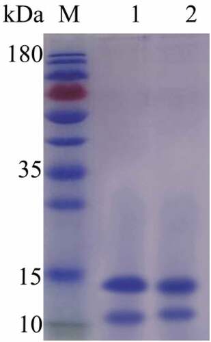 Figure 2. SDS-PAGE of SCP and DSCP (M: Marker; 1: SCP; 2: DSCP)