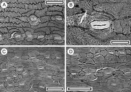 Fig. 14 Podocarpaceae sp. ‘sinuous’ (A, B) and sp. cf. Katikia inordinata (C, D). A, TLM view of stomatal zone. Note strongly sinuous epidermal cell walls (SL5567, scale = 50 μm); B, TLM view of single stomatal complex (SL5567, scale = 20 μm); C, TLM view of stomatal zone (SL5668, scale = 50 μm); D, TLM view of stomatal zone. Left arrow indicates a lateral subsidiary cell shared between two stomatal complexes. Right arrow indicates a shared polar subsidiary cell that is completely enclosed by lateral subsidiary cells (SL5668, scale = 50 μm).