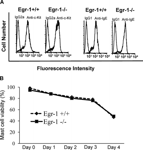 FIG. 4 Egr-1 deficiency has no effects on c-Kit and IgE receptor expression or mast-cell viability. (A) Bone marrow cells from wild-type mice or Egr-1–deficient mice were cultured in conditioned media in vitro for 4 wk and examined by flow cytometry for c-Kit and IgE receptor expression. For c-Kit analysis, BMMCs were stained with FITC conjugated rat anti-mouse c-Kit mAb or FITC conjugated rat IgG2a isotypic control. For analysis of IgE receptor expression, BMMC were sensitized with IgE overnight and then stained with FITC-conjugated anti-IgE antibody (mouse IgG1). No difference in c-Kit or IgE receptor expression was observed between Egr-1+/+ and Egr-1−/− BMMCs. (B) BMMC from Egr-1-deficient mice or wild-type mice cultured in complete media containing WEHI-3B supernatants (a source of IL-3) were healthy and showed ≥ 96% viability. To induce mast cell death, WEHI-3B supernatant was removed from culture media for various days. Mast cell viability was examined by trypan blue exclusion assay. Data were expressed as mean ± SD (n = 3 independent experiments).